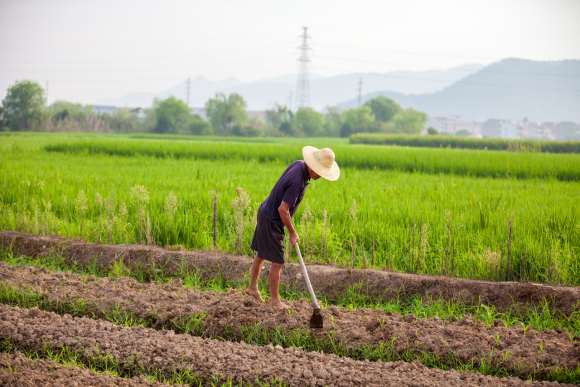 (养老金养老保险农民)征地农民养老保险每月是多少