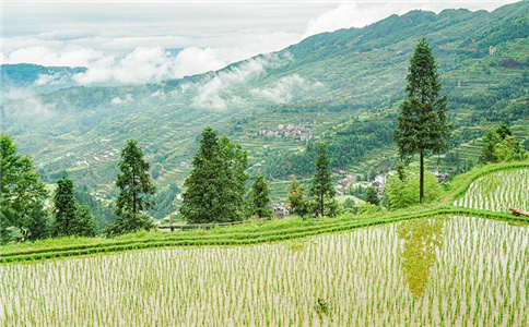 (补偿费土地补助费)承包地可否享受征地补偿款