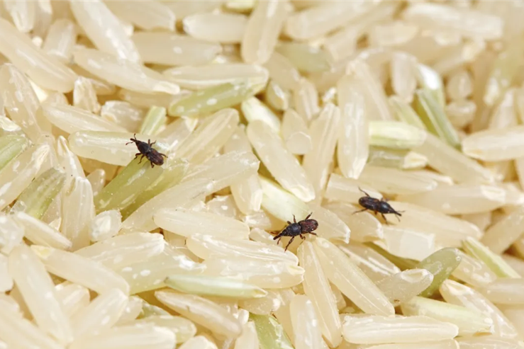 为什么大米放久了会长小虫子？哪儿来的？一个方法“赶尽杀绝”