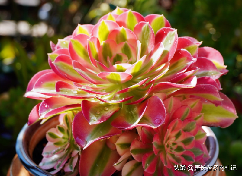 对的季节入手多肉法师水桩，大约10天能服盆，错的季节请自求多福